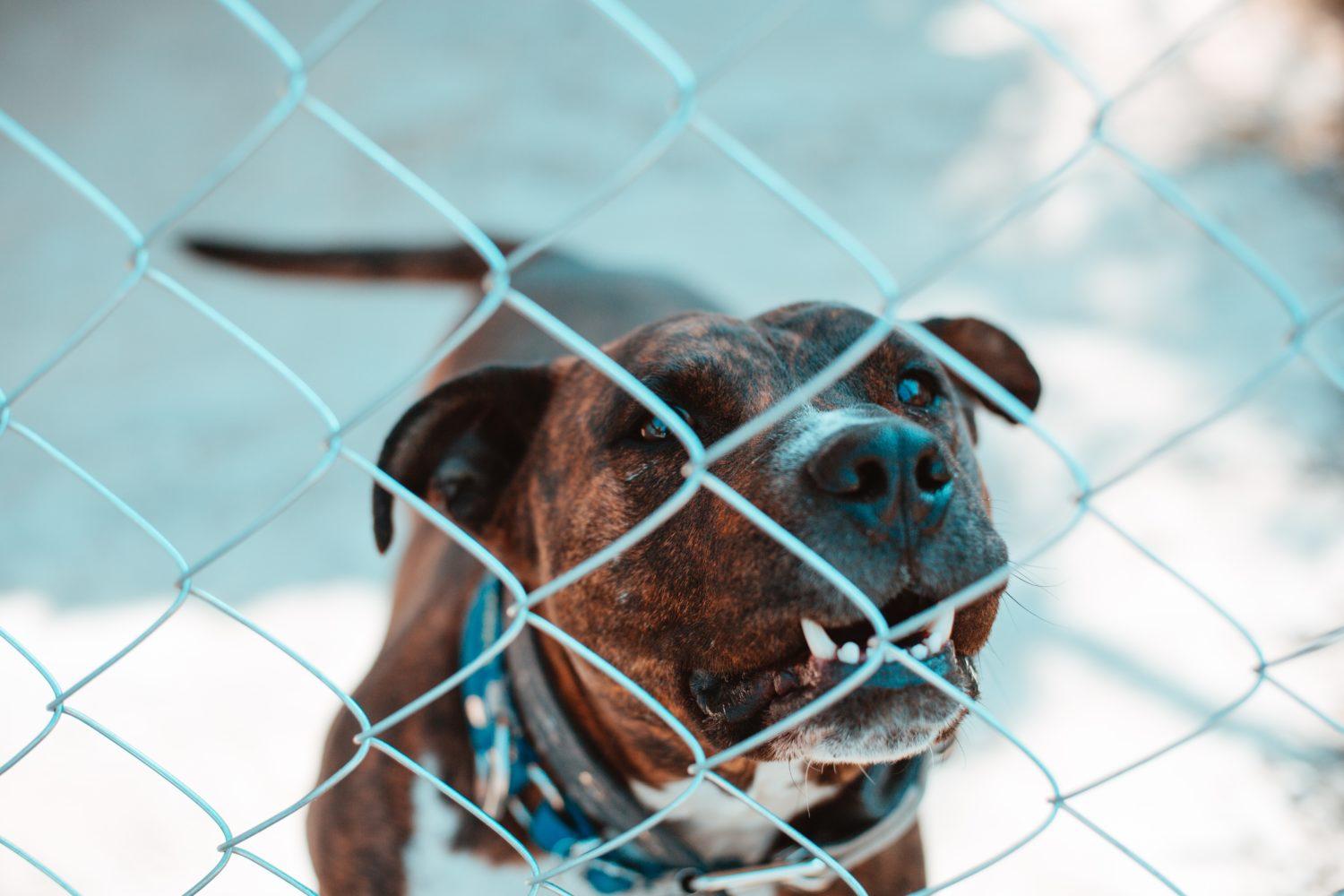 dog fence