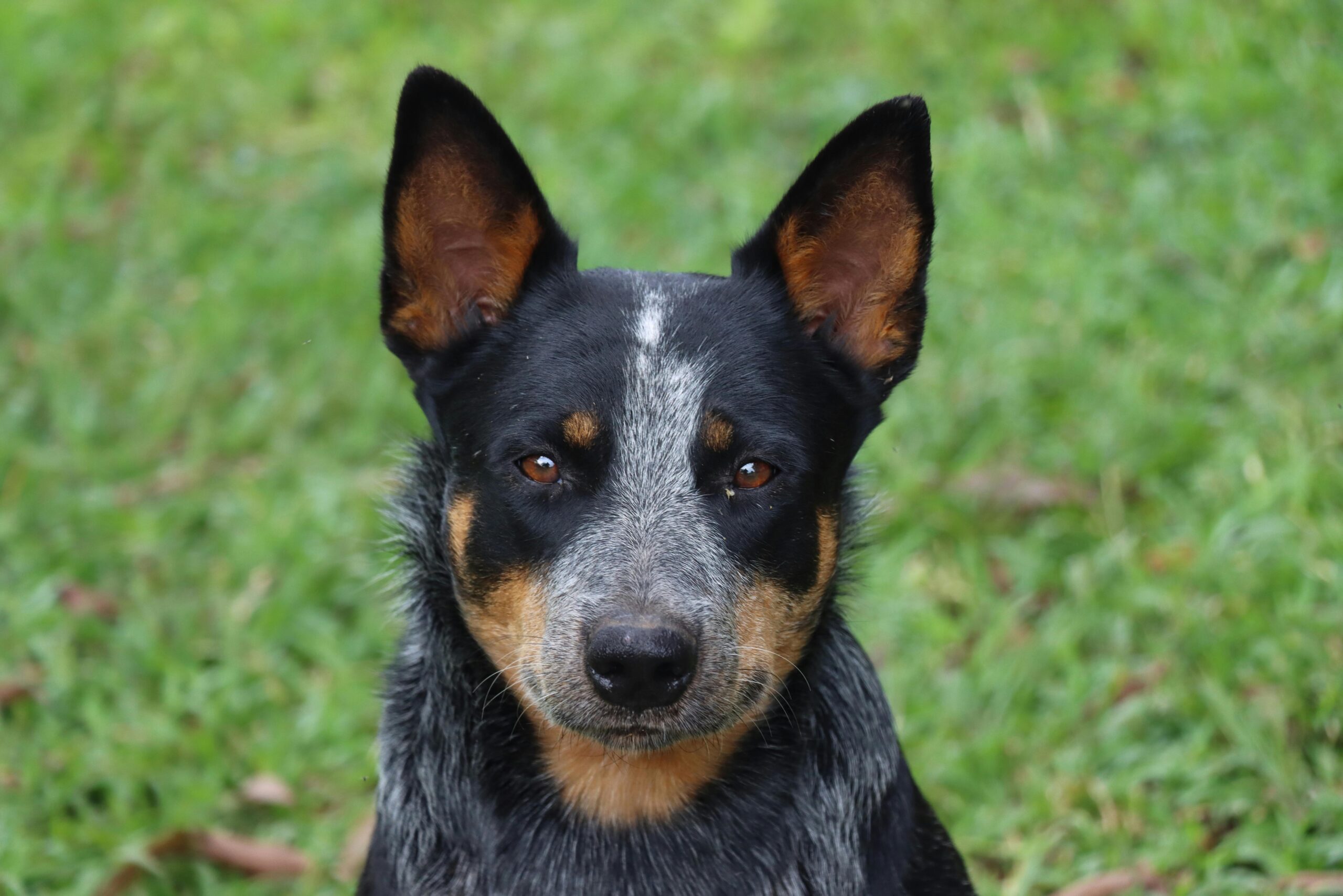 Kentucky Dog Bite Lawyer