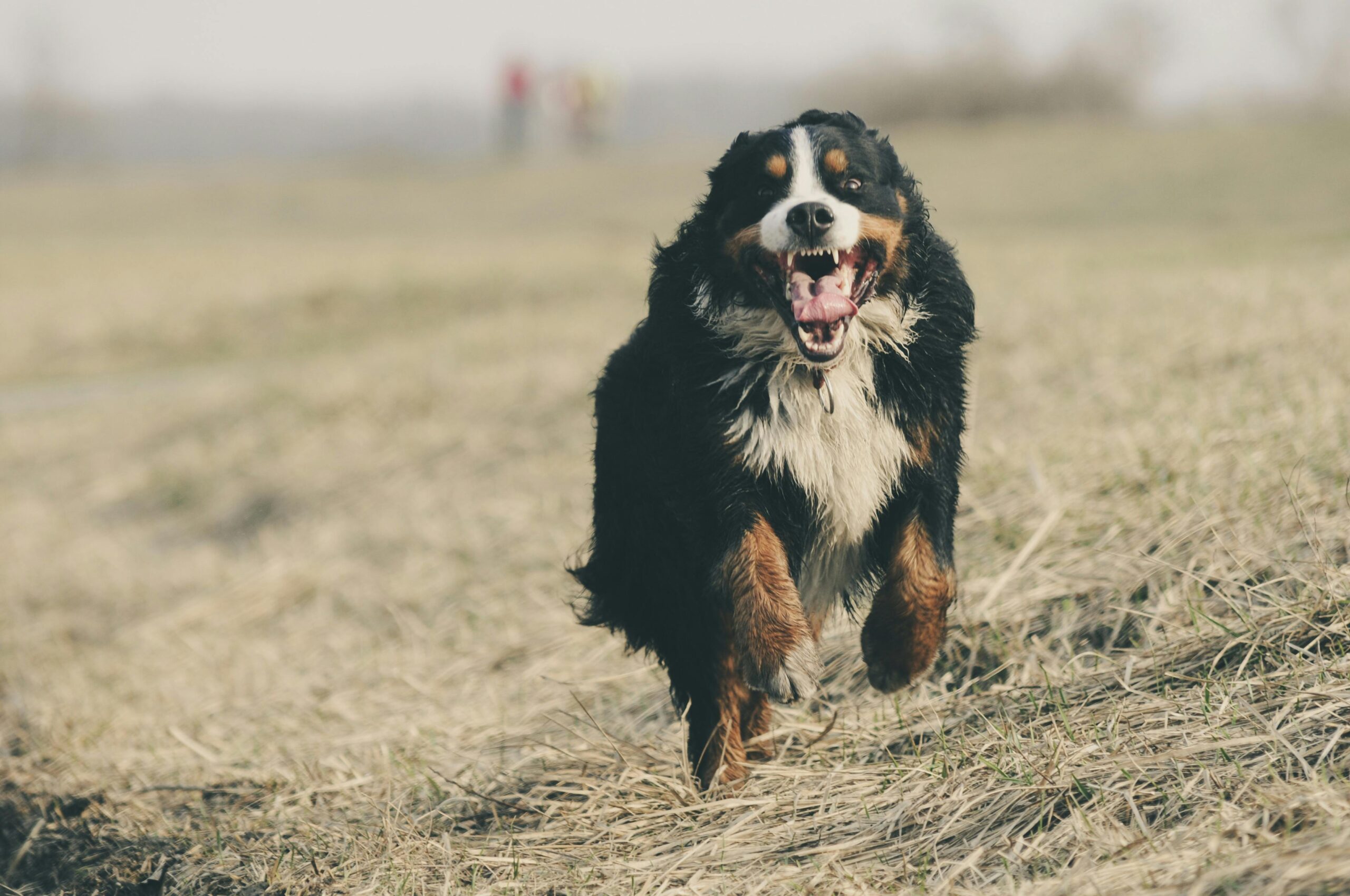 Dog Bite Lawyer in Louisville