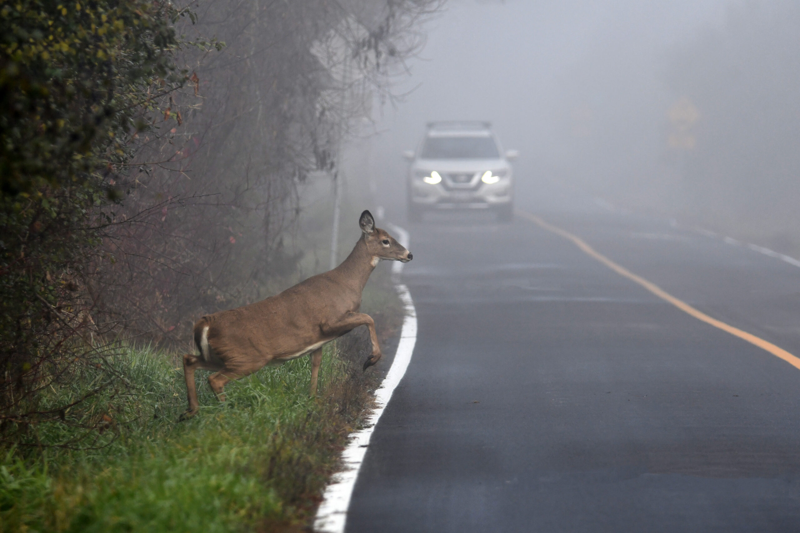 What Happens If You Hit a Deer with Your Car?